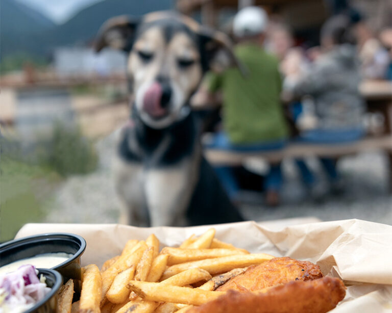 Black and tan hound dog licks his chops when crispy fish and chips is served at Cabin Creek Brewing in Georgetown, Colorado