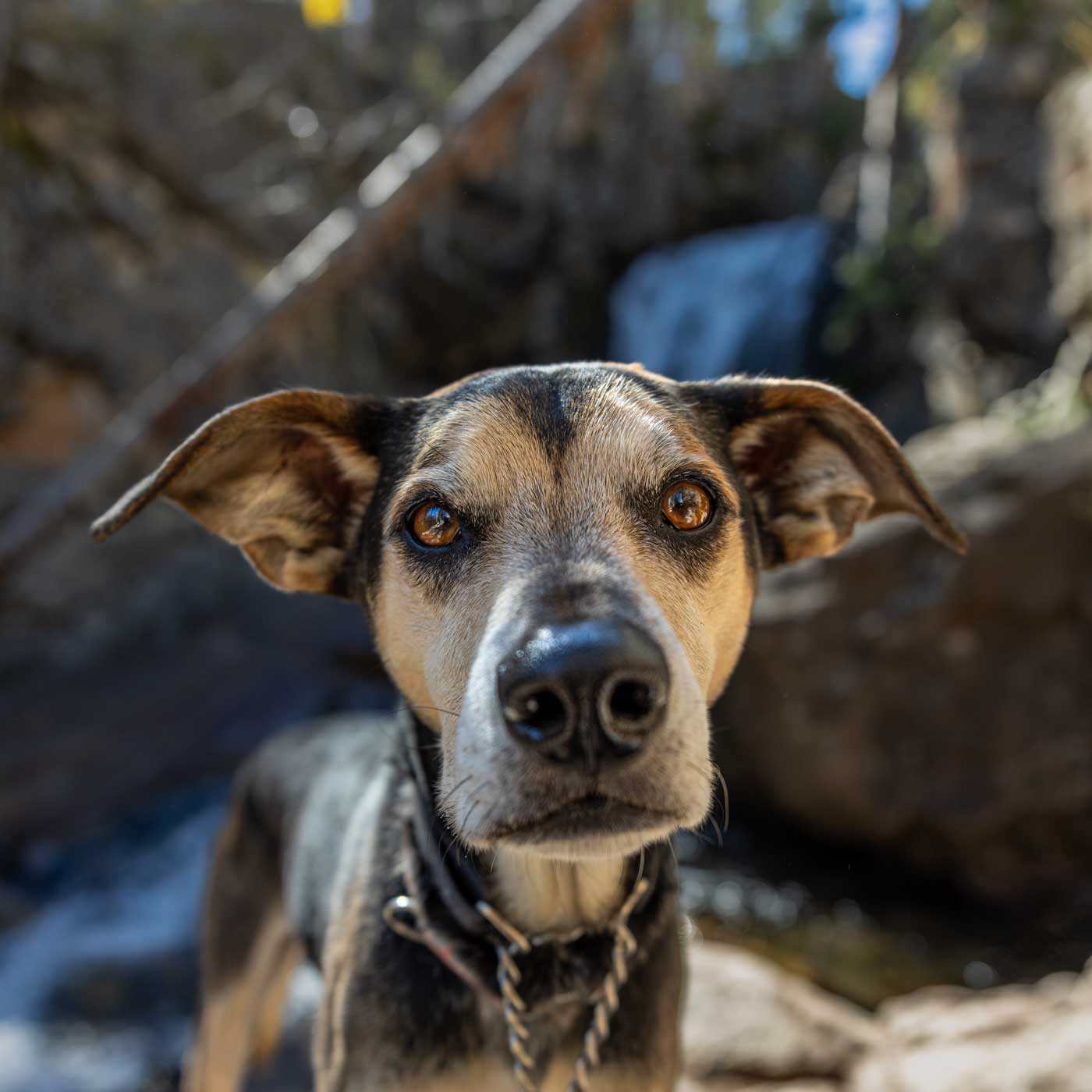 An up close photo of a hound dog at the waterfall at Brown Creek Falls Trail in Salida, Colorado